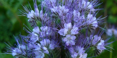 Facelija kao medonosna biljka: kada sejati